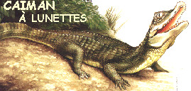 CAIMAN A LUNETTES