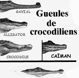 GUEULES DE CROCODILES