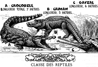 reptiles