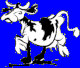vache